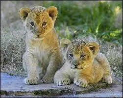 Je suis une boule de poils qui vit dans la savane :