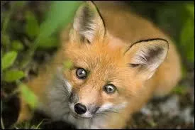 Comment s'appelle mon bébé ?