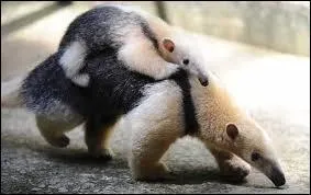 Mon bébé s'appelle :