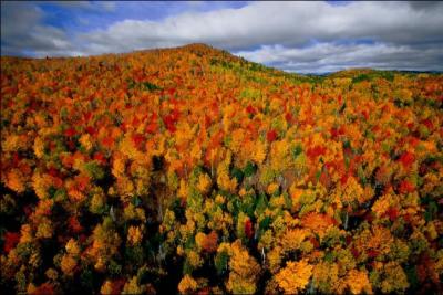 Admirez cette photographie de la forêt d'automne de Charlevoix, au Québec, prise par...