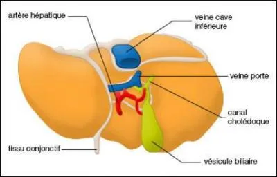 Quel mot n'est pas synonyme des deux autres ?