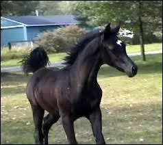 On peut débourrer un cheval à :