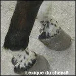 Quel est le nom de cette balzane ?