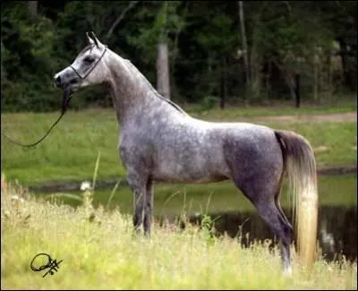 Quelle est la race de ce cheval ?