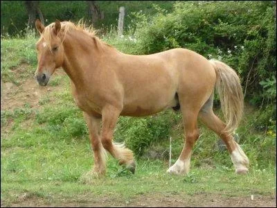 Comment appelle-t-on cette robe ? (un peu plus dur)