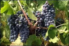 Cépage noir pour vendanges (cuve) ressemblant au Cotillon des dames.