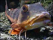 De son nom savant, il est Chelidonichthys lucernus. Quel est ce poisson ?