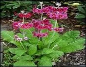 Quelle caractéristique présentent les plantes pulvérulentes ?