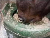 Les chevaux mangent-ils certains types de féculents ?