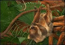 Il ne faut pas confondre l'état du chat ci-dessus avec celui de cet animal.