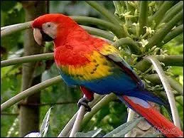 Lisez le nom de cet oiseau de droite et à gauche, c'est un mot palindrome. Bon, mais ça vous le saviez. Que peut-on dire de sa lecture ?