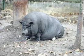 Son physique est ----, bientôt l'animal sera bon à satisfaire des appétits violents.