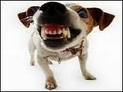 Lui, au contraire a un comportement ----- , selon le sens étymologique du terme : il montre les dents.