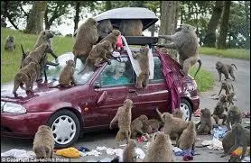 Sont-ils hardis et effrontés !