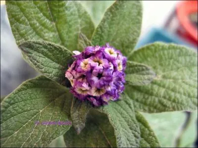 Cette plante appelée héliotrope du Pérou, à l'odeur envoûtante, est aussi connue sous le nom de ----.