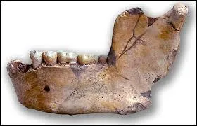 De quelle espèce est l'Atlanthrope, nom donné à un hominidé ? (Indice : -1 million d'années à -300 000 ans)