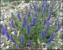 Quel nom porte cet arbrisseau vivace ?