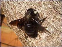 Que fait l'abeille xylocope ?