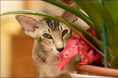 Quelle race est-ce ?