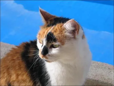 Quelle race est-ce ?