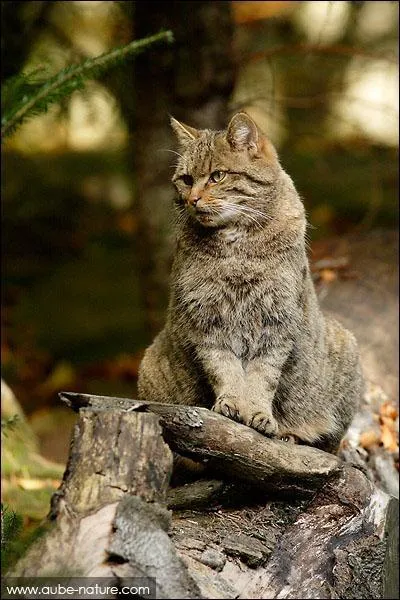 Quelle race est-ce ?