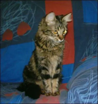 Quelle race est-ce ?