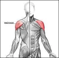 Le deltoïde est un muscle de l'épaule qui s'insère sur plusieurs os et qui permet la plupart des mouvements du membre supérieur.
Lequel de ces mouvements du membre supérieur n'est pas permis par le deltoïde ?