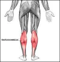 Le gastrocnémien ou muscle jumeau est un muscle de la jambe composé de 2 chefs (sous-muscles) et permet la flexion du genou.
De quel ensemble de muscles le grastocnémien fait-il partie ?