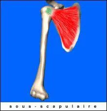 Le muscle sub-scapulaire est un muscle de l'épaule reliant l'omoplate à l'humérus.
Sur quelle(s) face(s) de l'omoplate se trouve ce muscle ?