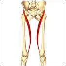 Le sartorius est un muscle de la cuisse se fixant à l'os iliaque et au tibia. Il permet le mouvement de la hanche.
Quel est l'autre nom de ce muscle ?