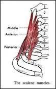 Les scalènes sont des muscles du cou permettant ses mouvement et ils s'insèrent au niveau des côtes et des vertèbres cervicales.
Sur quelle structure des vertèbres cervicales se fixent les scalènes ?
