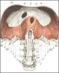 Le diaphragme thoraco-abdominal est le principal muscle respiratoire de l'organisme et sert de délimitation entre les régions thoracique et abdominale.
Où le nerf phrénique, qui le commande, prend-il ses origines ?
