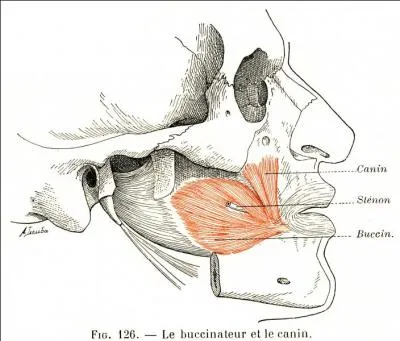Le buccinateur est un muscle de la face innervé par la septième paire de nerfs crâniens et permet l'expression des sentiments.
Quelle partie de la face ce muscle met-il en mouvement ?
