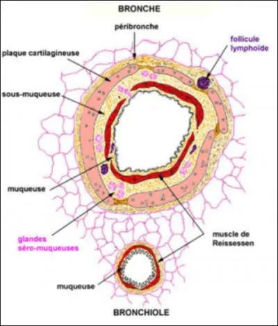 Le muscle de Reissessen se trouve au niveau de l'arbre respiratoire, entourant la lumière de ce dernier.
Quelle est la nature de ce muscle ?