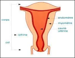 Le myomètre est la partie musculaire de l'utérus.
Quelle est sa fonction principale ?