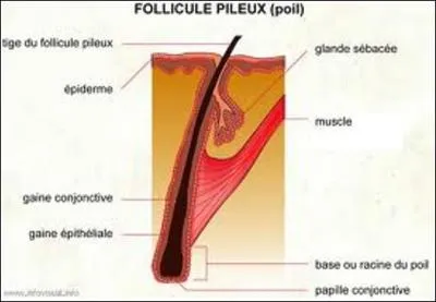 Même les poils ont droit à leur muscle, ce dernier fait partie intégrante du follicule pileux et permet de redresser le poil.
Quel est le nom de ce muscle ?