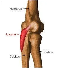 L'anconé est un petit muscle du membre supérieur s'insérant sur le radius et le cubitus.
Quel est sont rôle ?
