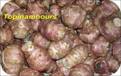 Le topinambour tient son nom d'un peuple d'Amérique du Sud.