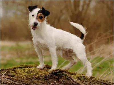 Le Jack Russel qui joue dans le film"the Artist" a pour nom Budy.