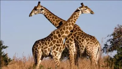 Les girafes ne sont pas muettes, elles communiquent par infrasons.