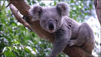 Quand il a trop chaud, le koala quitte son eucalyptus pour aller s'étaler sur une branche d'acacia.