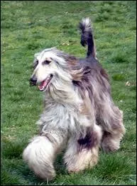 Ce chien est un lévrier afghan.