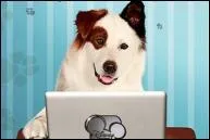 Qui incarne la voix de Stan ?