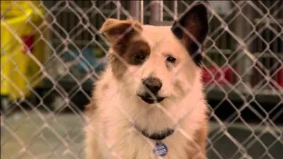 Dans le premier épisode Stan s'enfuit de la maison pour retourner au refuge et il libère des chiens . Quelle est la race de ces chiens ?