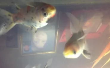 Quiz Aquariophilie