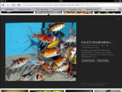 Les poissons peuvent-ils se noyer ?