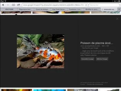 Les poissons rouges peuvent-ils habiter dans un bocal ?