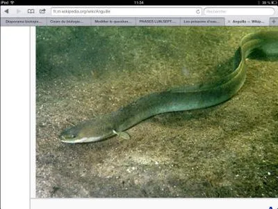 Quel est ce poisson ?  