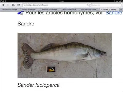 Quel est ce poisson ?  
