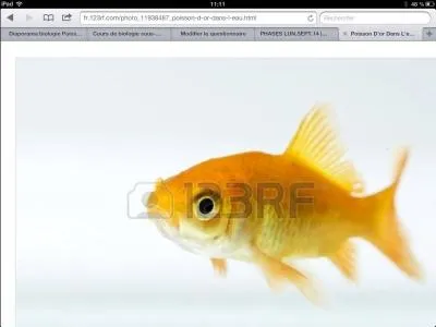 Quel est ce poisson ?